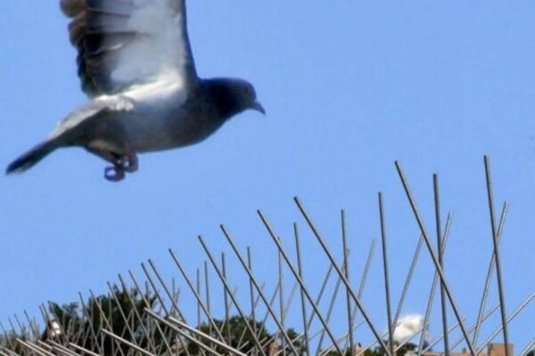 Bird Spikes Dealers In Pune, Call 9075095557 Akshaya Safety Nets For Free Installation and Inspection.