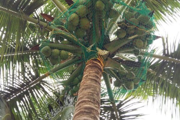 Coconut Tree Safety Nets in Pune