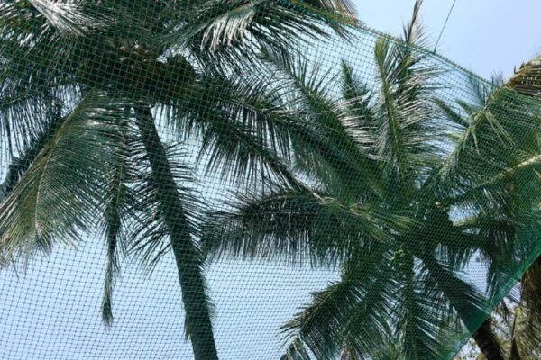 Coconut Tree Safety Nets in Pune