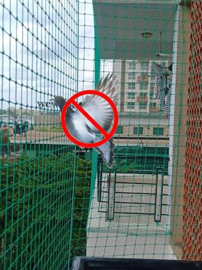 Pigeon Protection Nets Fixing Service Online Cost in Pune